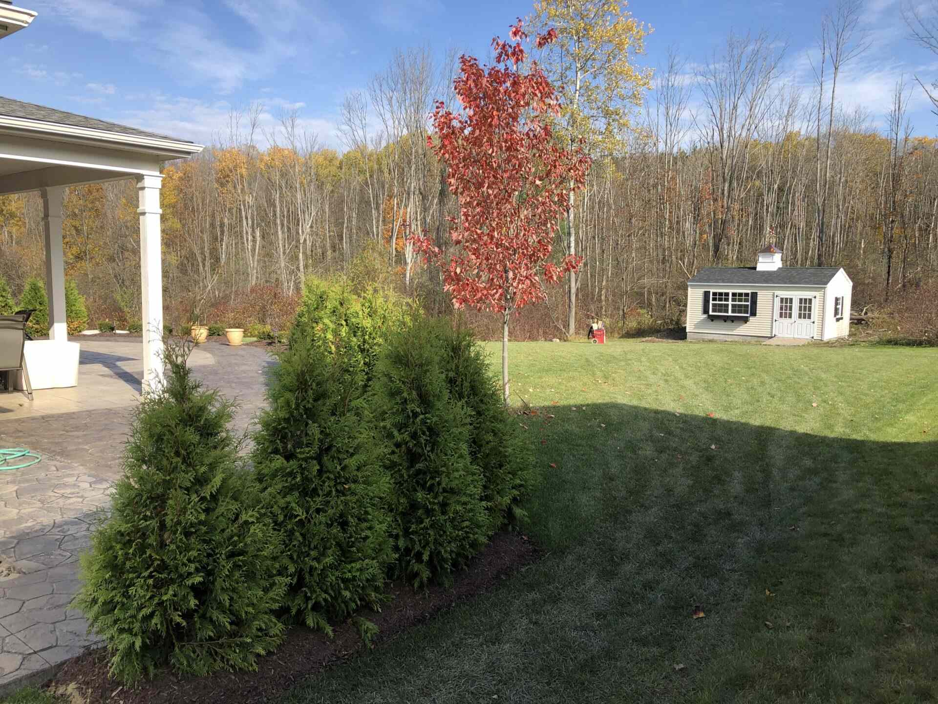 A yard with trees and bushes in the background.