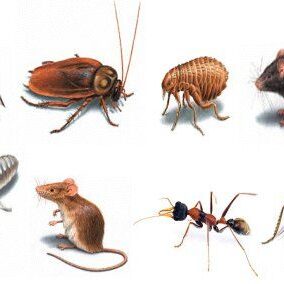 A bunch of different types of bugs and animals